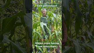 How to grow corn from seed and ensure the ears are pollinated from the tassel to the silk. So cool!