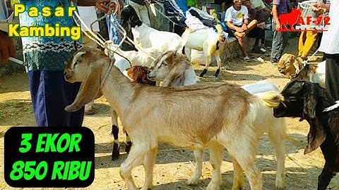 Thumbnail of 850 Ribu 3 Ekor ‼️ Update Harga Kambing Jawa Randu | Pasar Kambing Ajibarang Terbaru