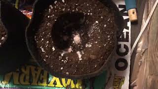 CPK transplanting my cannabis, growing cannabis indoors, sunraise vs marshydro