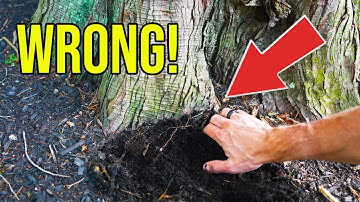 STOP Mulching Your Trees Like This—Do THIS Instead!