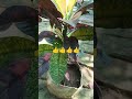 Show Plant Cotton