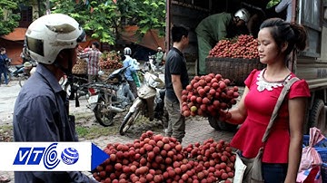 Mất mùa, vải thiều Bắc Giang được giá  | VTC