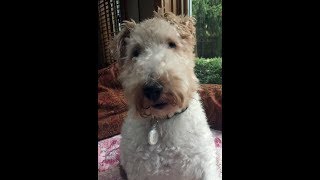 ARCHIE ~ A DISABLED WIRE FOX TERRIER ~ RESCUED & LOVED by WireFoxRescueMidwest 2,844 views 6 years ago 5 minutes, 23 seconds