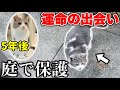 庭で震えてた子猫を素手で救出【保護日記#1】Rescue Cat