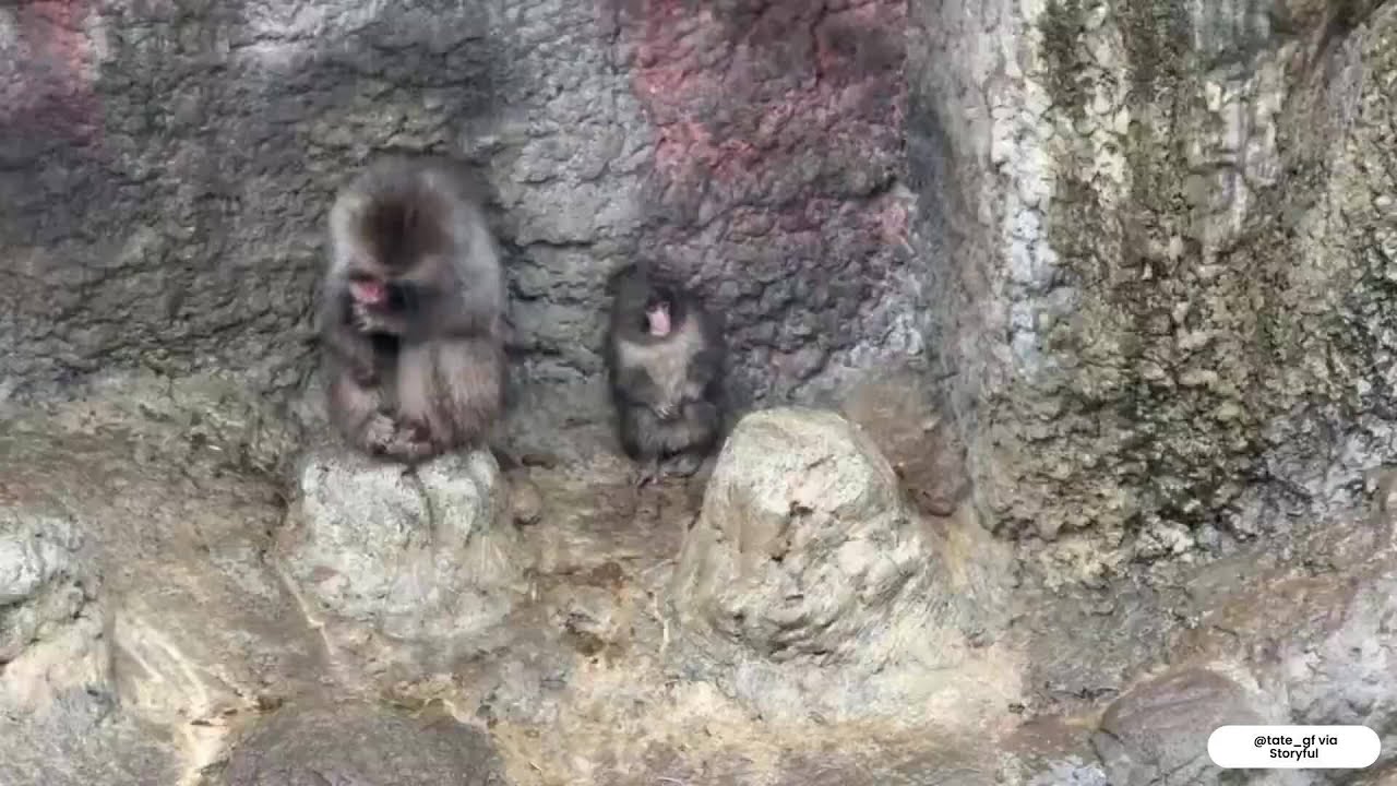 Beloved 'Punch' mimics older monkey during rain shower - YouTube
