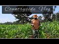 Life in the countryside|Farm visit|harvesting lots of food|Cooking
