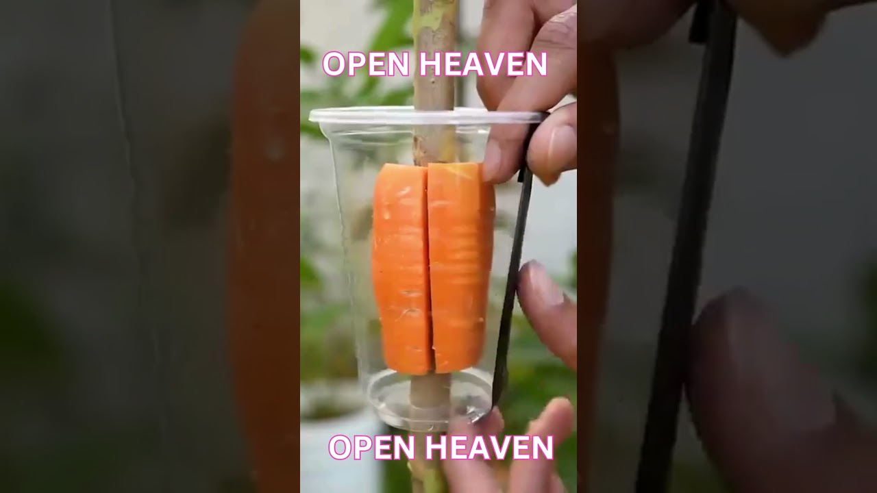 THIS IS HOW TO GROW A GUAVA AT HOME LIKE A PRO