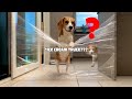 Beagles vs Invisible Wall Challenge : Louie The Beagle Dog