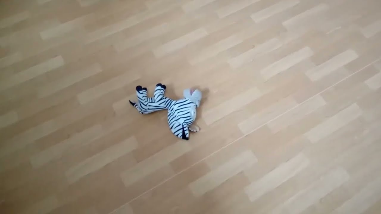 Liedje Drive To The Jungle 