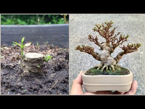 how to make mini bonsai | wrightia religiosa (water jasmine) / anting putri mame | jeliti