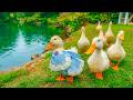 Watch These Ducks When You Feel Overwhelmed 🦆 Gentle Healing for Stress Relief &amp; Relaxation