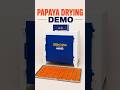 Amazing Papaya Drying Process in Sekoza Dryer Machine | Full Demo