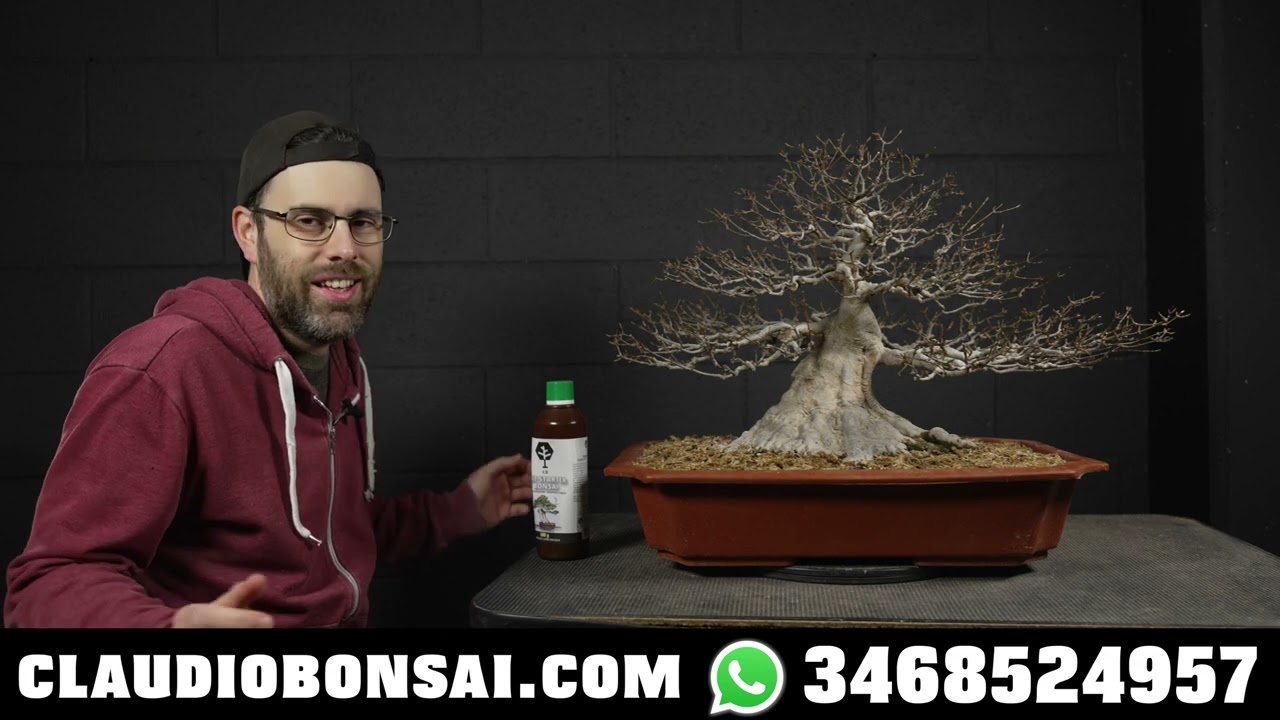 COME SI IMPARA A METTERE MANO AD UN BONSAI