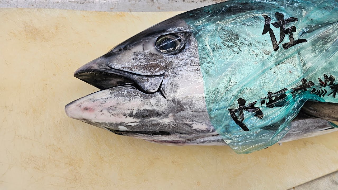 新潟県」糸魚川魚祭り～2025ライブ - YouTube