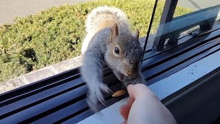Squirrel tries to take my hand with him by Squirrels at the window 11,038 views 1 month ago 4 minutes, 23 seconds