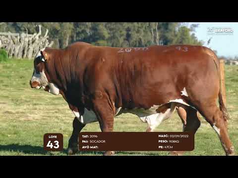 LOTE 43 MACHO