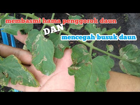 Video: Pengisap Tanaman Tomat: Apa Itu Pengisap Tanaman Tomat