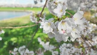 2024.4.7(日)いずみの公園の桜(群馬県板倉町)