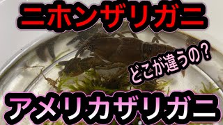 ニホンザリガニとアメリカザリガニの違い Youtube