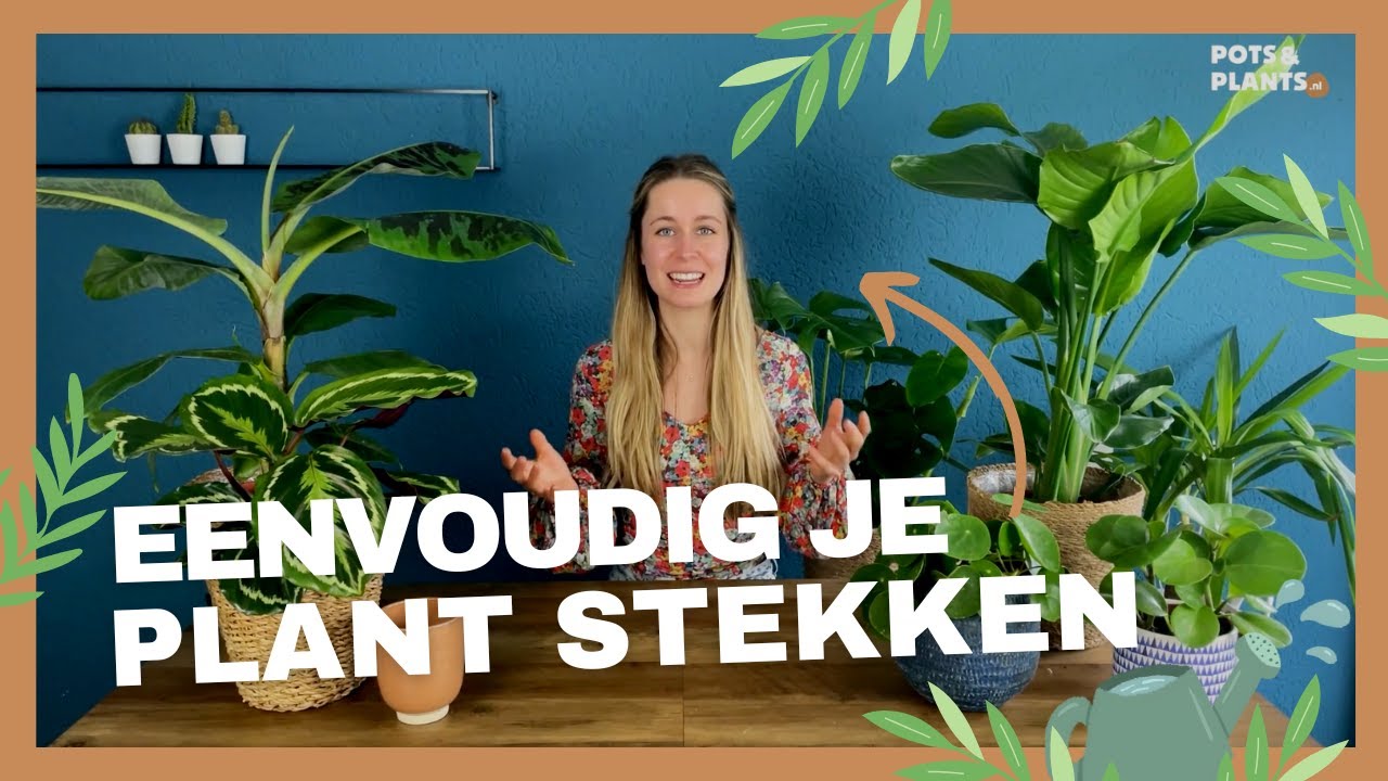 Hoe stek je een plant? - Eenvoudige tips zodat het nooit fout kan gaan