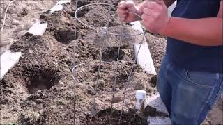 How to install a Tomato Cage #short