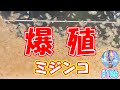 ミジンコ培養をガチ考察！【ミジンコ爆殖】＃１０６ ～美心めだか～