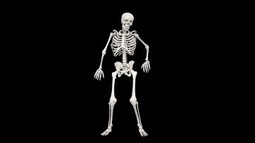 dancing skeleton meme but in hd