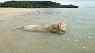 bathing time😂❤Funny and Cute cats Videos 2019 - Try Not To Laugh 2019 by animal world 212 views 4 years ago 3 minutes, 5 seconds