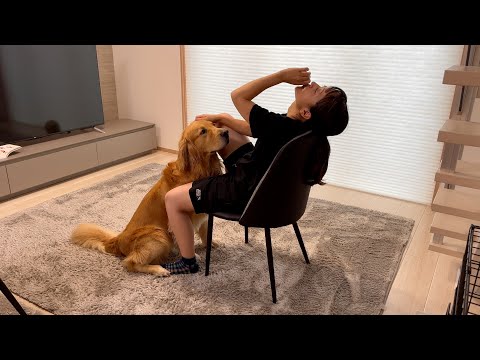 暑すぎてのんべんだらりとしてる飼い主の「おいで」の一言を健気に待つゴールデンレトリバー