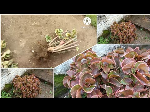 Video: Acalypha Copper Plant Info - Tips om dyrkning af kobberbladsplanter