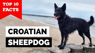 Croatian Sheepdog - Top 10 Facts