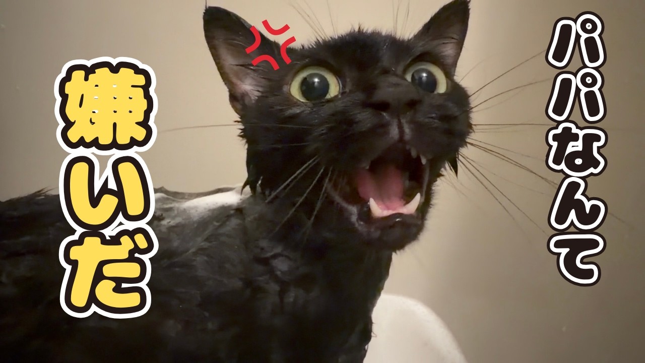 ⚠️風呂嫌い⚠️僕の声はパパには届かない・・頑張れ黒猫【白黒猫と風呂】
