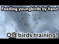 Feeding the youngsters by hand  last youngsters  breeding racing pigeons 