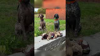 #maine #gsp #grousehunting #pheasanthunting #uplandhunting #woodcockhunting