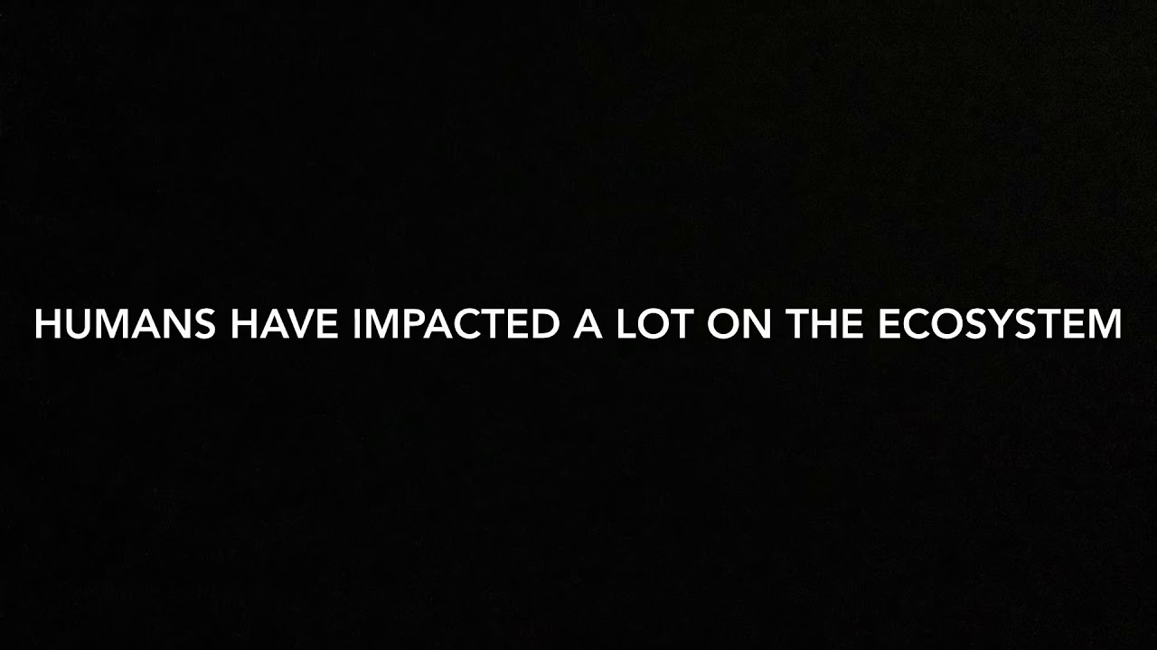 Save The Environment And The Human Impacts YouTube