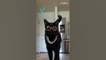 Dramatic Cat Shows Off Their Fashion! #Shorts