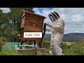 Bee Suit : Smoker : Flow Hive Super Lifter