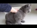 Henry the British Shorthair