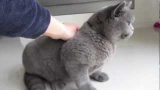 Henry the British Shorthair