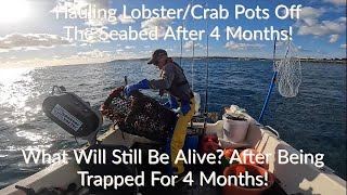 Hauling Lobster and Crab Traps - I Left My Traps For 4 Months On The Seabed! - What Will We Catch?