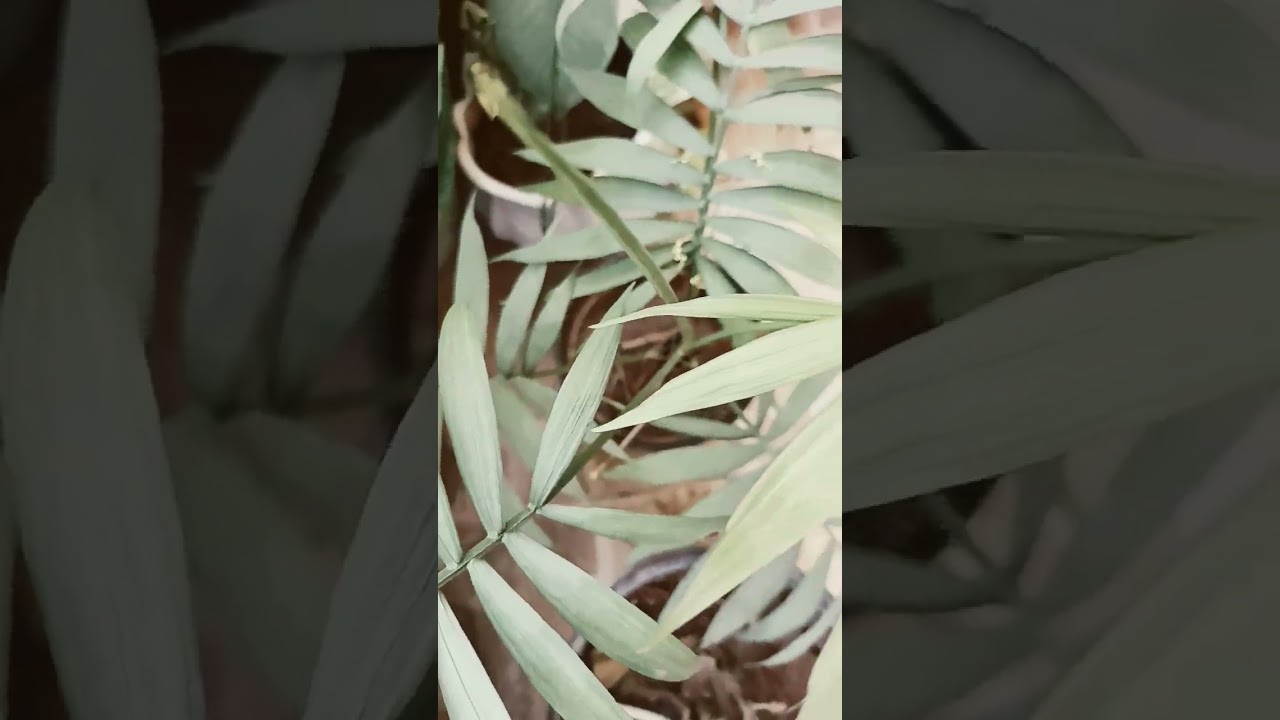 An air purifying house plant Parlor Palm