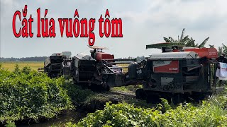 Ba máy cắt chạy qua vĩ cầu cắt lúa trong vuông tôm by THÁI TRÍ KHANG 875 views 2 weeks ago 8 minutes, 46 seconds