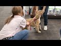 ペットショップ女性店員に心を奪われるゴールデンレトリバー子犬。