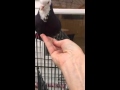 Target training a roller pigeon Target training a roller pigeon