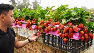 Growing Strawberries Is Easy And Produces A Lot Of Fruit, Try This Method