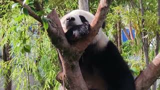 Download Lagu Ultimate Cuteness Overload! Baby Panda's Daily Life 🐼💘 (Shorts) MP3 Download Lagu Ultimate Cuteness Overload! Baby Panda's Daily Life 🐼💘 (Shorts) MP3