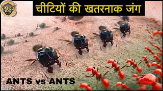 Ants Vs Ants Animal War Rules कय आपन दख ह चटय क लडई