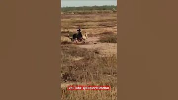 Hunting Dogs Amazing chase of Rabbit | Shikar Khargosh #greyhound