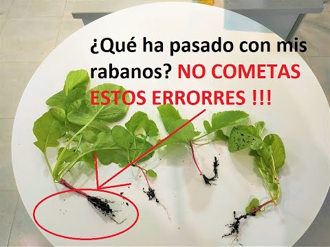 Video: Problemas Con El Cultivo De Rábanos