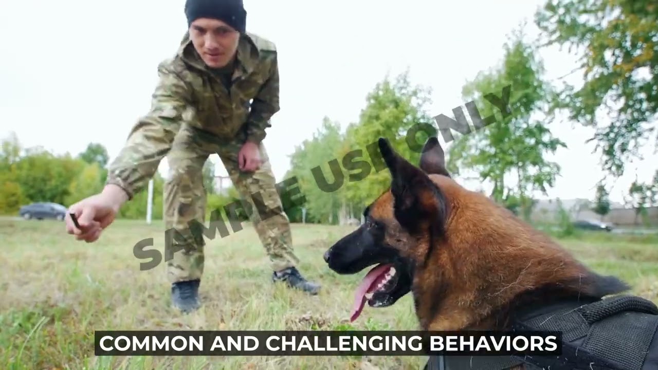 Introducing K-9 COACH, the leading name in dog training program